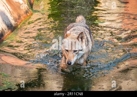 Grauer Wolf, Canis Lupus, spritzt durch Wasser. Grauer Wolf, der über einen Bach läuft. Nahaufnahme eines grauen Wolfs, der im Flusswasser waten und towar blickten Stockfoto