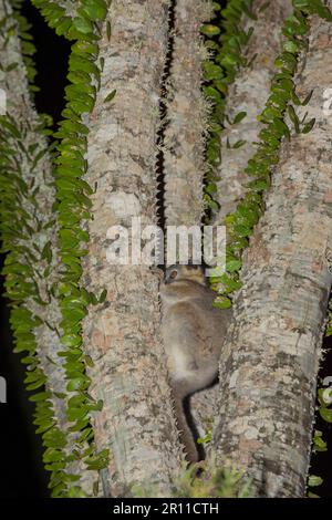 Rötlich-graue rötlich-graue Mäuselemurus (Microcebus griseorufus) im Kraken, Naturschutzgebiet Berenty, Fort Dauphin, Provinz Toliara, Madagaskar Stockfoto