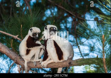 Coquerel's Coquerel's sifaka (Propithecus coquereli), Madagaskar Stockfoto