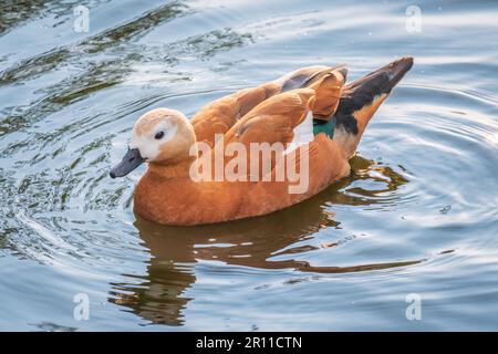 Ruddy Shelduck, oder rote Ente, lat. Tadorna ferruginea, Schwimmen auf einem See. Es ist Wasservögel Familie von Enten, ähnlich wie die gemeinsame. Der Vogel hat einen Orang Stockfoto