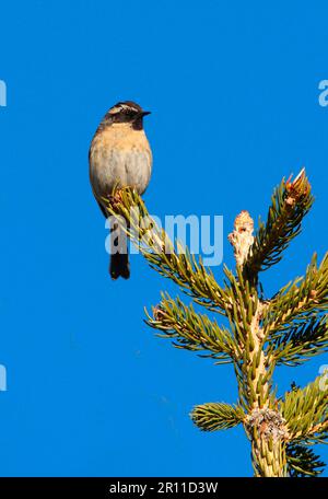 Schwarzer Kehlkopf, Singvögel, Tiere, Vögel, schwarzer Kehlkopf (Prunella atrogularis huttoni), männlich, hoch oben in einem Nadelbaum Stockfoto