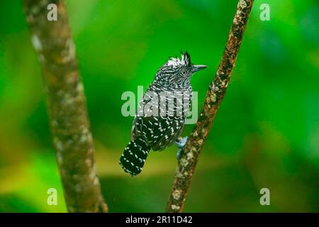 Gebarrter Antschrike (Thamnophilus doliatus), gebarter Antschrike, Singvögel, Tiere, Vögel, Gesperrter Antschrike, männlich, hoch oben auf dem Zweig, Trinidad Stockfoto