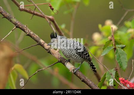 Gezerrter Antschrike (Thamnophilus doliatus radiatus), männlicher Erwachsener, auf einem Ast, Transpantaneira, Mato Grosso, Brasilien Stockfoto