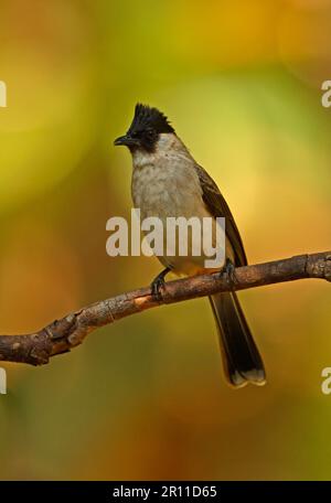 Rußköpfiger Bulbul (Pycnonotus aurigaster thais), Erwachsener, sitzt auf einem Ast, Kaeng Krachan N. P. Thailand Stockfoto