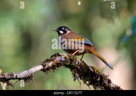 Schwarzer Laughingthrush (Garrulax affinis), Erwachsener, hoch oben auf dem Ast, Eaglenest Wildlife Sanctuary, Arunachal Pradesh, Indien Stockfoto