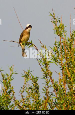 Chinesischer Bulbul (Pycnonotus sinensis), ausgewachsen, in Baumkronen, Beidaihe, Hebei, China Stockfoto