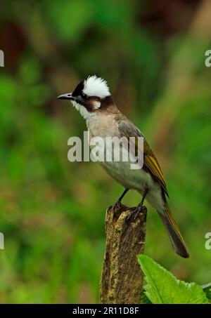 Chinesischer Bulbul (Pycnonotus sinensis formosae), Erwachsener, mit erhabenem Wappen, auf einem Pfahl sitzend, Taiwan Stockfoto