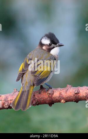 Chinesisches Bulbul (Pycnonotus sinensis), Erwachsener, hoch oben auf einem Ast, Hongkong, China Stockfoto