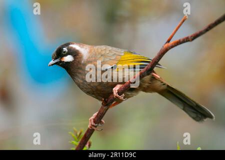 Schwarzer Laughingthrush (Garrulax affinis), Erwachsener, hoch oben auf dem Zweig, Yunnan, China Stockfoto