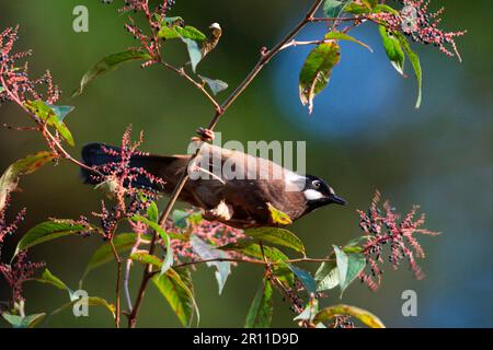 Schwarzer Laughingthrush (Garrulax affinis), Erwachsener, Fütterung von Baumobst, Eaglenest Wildlife Sanctuary, Arunachal Pradesh, Indianer Stockfoto