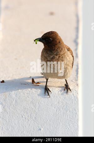 Bulbul (Pycnonotus barbatus barbatus), Erwachsene, Fütterung, mit Insekten im Schnabel, hoch oben an der Hauswand, Singvögel, Tiere, Vögel Stockfoto