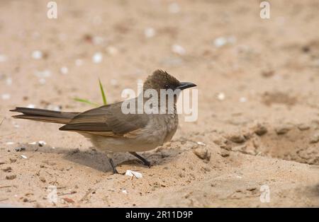 Gemeiner Bulbul (Pycnonotus barbatus), ausgewachsen, auf Sand stehend, Senegal Stockfoto