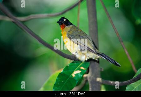 Schwarzkammerbarsch (Pycnonotus melanicterus) Perch Stockfoto