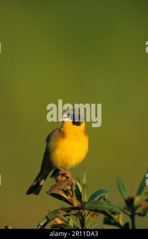 Schwarzkopfbären (Emberiza melanocephala), Schwarzkopfbunt, Singvögel, Tiere, Vögel, Schwarzer Kopf, männlicher Gesang Stockfoto