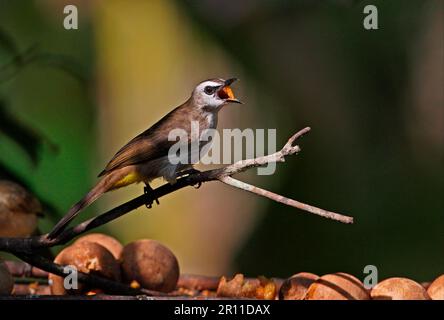 Bulbul mit den Augen, Bulbul mit den Augen, Bulbuls mit den Augen, Singvögel, Tiere, Vögel, gelbbelüftete Bulbul Pycnonotus goiavier Persona Stockfoto