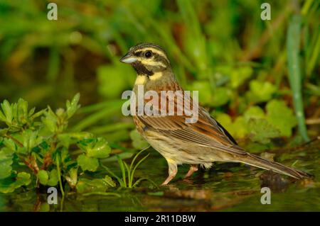 Cirl Bunting (Emberiza cirlus) männlich, im Wasser stehend am Trinkbecken, Lesvos, Griechenland Stockfoto