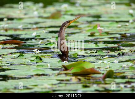 Melanogaster, India Darter, african Darter (Anhinga rufa), Indian Darter, Indian Darters, Ruderfeet, Animals, Vögel, Australischer Darter Anhi Stockfoto