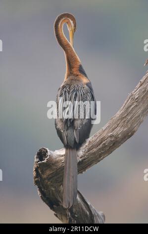 Afrikanischer Darter (Anhinga rufa melanogaster), Erwachsener, hoch oben auf dem Ast, Vorspeise, Kruger N. P. Mpumalanga, Südafrika Stockfoto