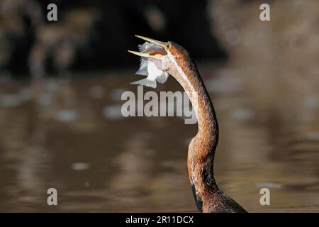 Afrikanischer Darter (Anhinga rufa) Darter Erwachsener, Nahaufnahme von Kopf und Hals, mit Fisch im Schnabel, Gambia Stockfoto