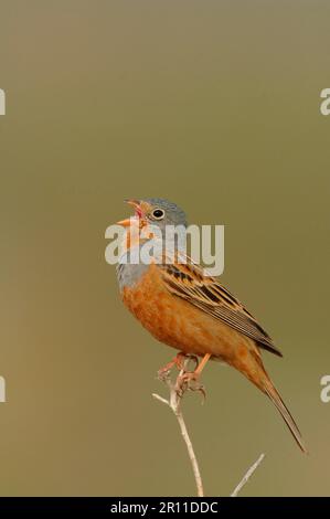 Cretzschmar's Bunting (Emberiza caesia), männlich, singend, hoch oben auf dem Stamm, Lesvos, Griechenland Stockfoto