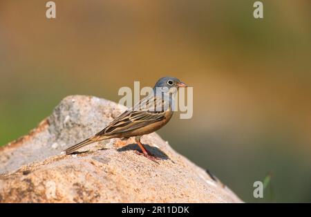 Kretzschmar-Kretschschmar-Bändchen (Emberiza caesia), männlicher Erwachsener, auf Felsen sitzend, Lesvos, Griechenland Stockfoto