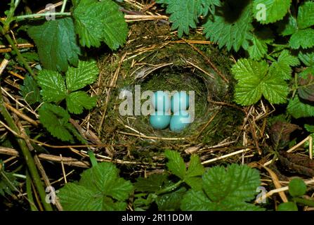 Dunnock, Dunnock, Dunnock (Prunella modularis), Singvögel, Tiere, Vögel, Dunnock Nest und vier Eier (S) Stockfoto