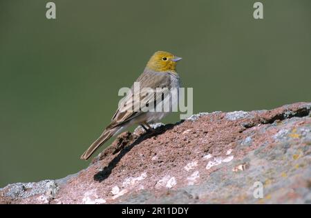 Kinewige Wolle (Emberiza cineracea), Ineröse Wolle, Singvögel, Tiere, Vögel, Buntings, Cinerous Bunting Männchen, der auf einem Stein sitzt, Lesvos Stockfoto