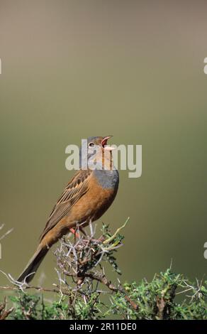 Cretzschmar's Bunting (Emberiza caesia), männlicher Erwachsener, singend, Lesvos, Griechenland Stockfoto