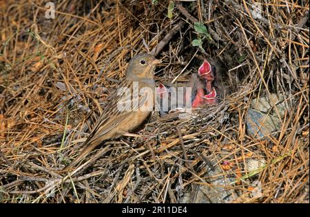 Cretzschmar's cretzschmar's bunting (Emberiza caesia) adulte Frau, im Nest mit Jugendlichen Stockfoto