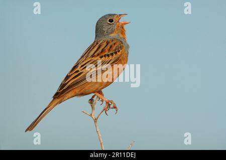 Cretzschmar's Bunting (Emberiza caesia), männlich, singend, hoch oben auf dem Stamm, Lesvos, Griechenland Stockfoto