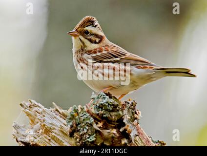 Rustikales Bolling (Emberiza rustica), Erwachsener, Herbstfieber, auf den Stumpf gelegt, Finnland Stockfoto