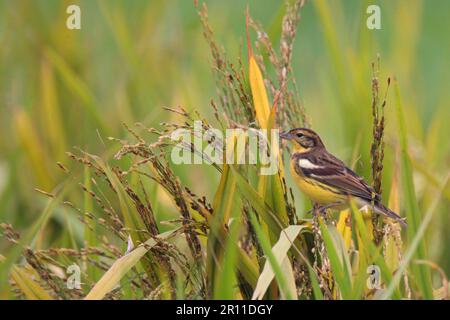 Gelbbrustböcke (Emberiza aureola), männlicher Erwachsener, sitzt im Reisfeld, Hongkong, China Stockfoto