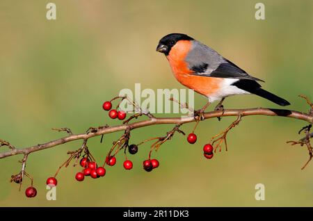 Ausgewachsener männlicher eurasischer Bullfink (Pyrrhula pyrrhula), der auf einem Weißdornzweig mit reifen Beeren sitzt, Leicestershire, England, Vereinigtes Königreich Stockfoto