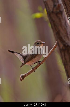 Ficedula albicilla, Taiga Flycatcher, Singvögel, Tiere, Vögel, Taiga Flycatcher (Ficedula parva albicilla), weiblich, hoch oben auf dem Zweig, Hebei Stockfoto