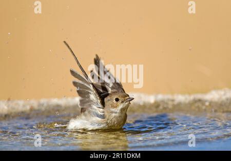 Europäischer Rattenfliegenfänger (Ficedula hypoleuca), Erwachsener, Herbstfieber, Baden im Becken, Spanien Stockfoto