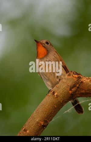 Ficedula albicilla, Taiga Flycatcher, Singvögel, Tiere, Vögel, Taiga Flycatcher (Ficedula parva albicilla), männlich, hoch oben in Peking, China Stockfoto