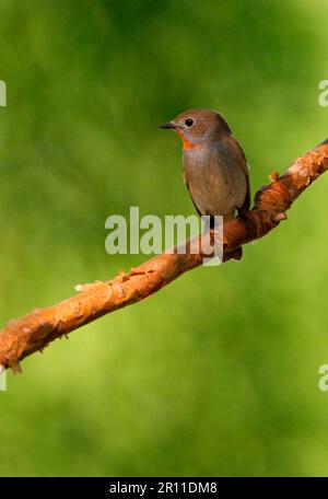 Ficedula albicilla, Taiga Flycatcher, Singvögel, Tiere, Vögel, Taiga Flycatcher (Ficedula parva albicilla), männlich, hoch oben in Peking, China Stockfoto