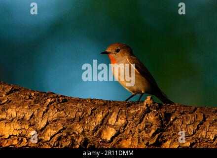 Ficedula albicilla, Taiga Flycatcher, Singvögel, Tiere, Vögel, Taiga Flycatcher (Ficedula parva albicilla), männlich, hoch oben in Peking, China Stockfoto