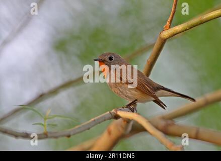 Ficedula albicilla, Taiga Flycatcher, Singvögel, Tiere, Vögel, Taiga Flycatcher (Ficedula parva albicilla), männlich, hoch oben auf dem Zweig, Peking Stockfoto