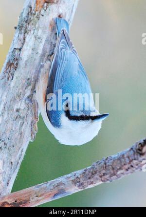 Europäischer Nuthatch (Sitta europaea), männlich, erhängt an einer Zweigstelle, Schweden Stockfoto