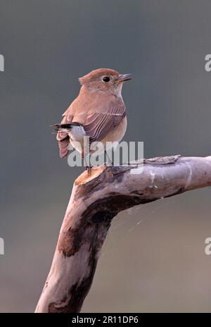 Rotbrustschnäpper (Ficedula parva albicilla), unreif, erster Winterpfeffer, ruft, hoch oben auf dem Ast, Koshi Tappu, Nepal Stockfoto