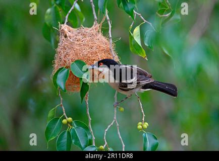 Schwarzer Schneeballgarnke (Dryoscopus cubla), männlicher Erwachsener, inspizierendes Webernest, Lake Baringo, Great Rift Valley, Kenia Stockfoto