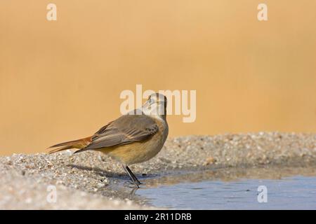 Rotstart, gewöhnlicher Rotstart (Phoenicurus phoenicurus), Singvögel, Tiere, Vögel, Am Rand des Pools, Spanien Stockfoto