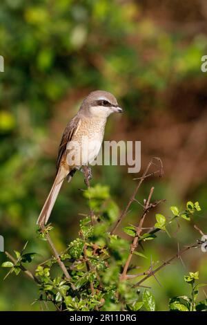 Braunschrill (Lanius cristatus), Rotschwanzkürbis, Singvögel, Tiere, Vögel, Brauner Kürbis unreif, erster Winterzuschlag, hoch oben auf dem Zweig, Sri Lanka Stockfoto