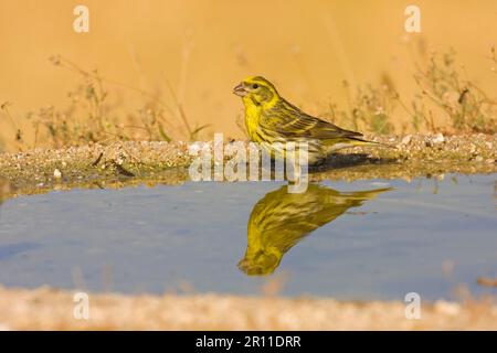 Europäisches Serin (Serinus serinus), männlicher Erwachsener, Trinken im Schwimmbad, Spanien Stockfoto