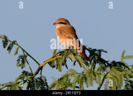 Isabelline isabelline Shrike (Lanius isabellinus), Erwachsener, auf Dornbusch sitzend, Gujarat, Indien Stockfoto