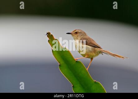 Creme-Breasted Prinia, Cream-Breasted Prinia, Singvögel, Tiere, Vögel, Einfache Prinia (Prinia inornata flavirostris), ausgewachsen, hoch oben auf saftigen Blättern Stockfoto