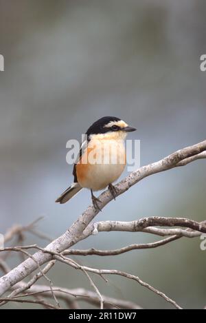 Maskierte Krabben (Lanius nubicus), Singvögel, Tiere, Vögel, maskierte Shrike männlich auf dem Ast Stockfoto