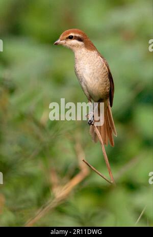 Braunkreide, Rotschwanzkreide, Singvögel, Tiere, Vögel, Brauner Krabben (Lanius cristatus cristatus) unreif, erster Winterzuschlag, hoch oben Stockfoto