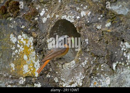 Rotstart, gewöhnlicher Rotstart (Phoenicurus phoenicurus), Singvögel, Tiere, Vögel, gewöhnlicher Rotstart, männlicher Erwachsener, der Nahrung zum Nest an der Drainageleitung transportiert Stockfoto